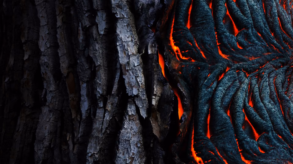 Bark of a tree beside lava that has cooled, still glowing in its cracks